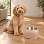 Dog beside the Latte Brown Cove Half Fluted custom height dog bowl.