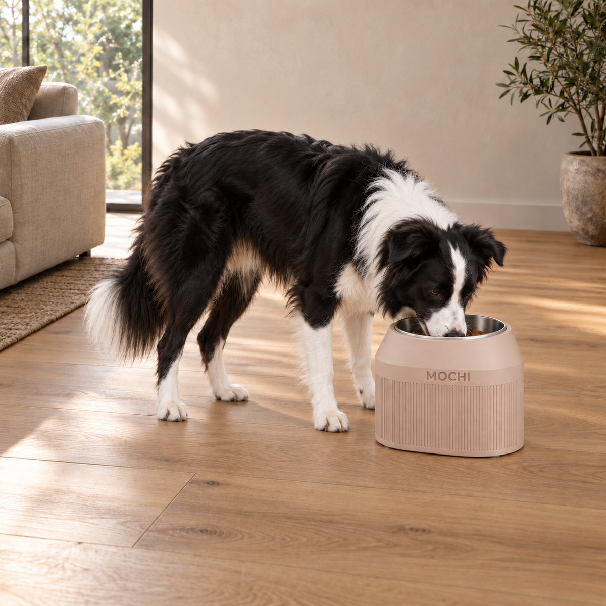 Border Collie eating from a Latte Brown Cove Half Fluted dog bowl with revised name size.