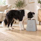 Border Collie feeding from the tall Frame Ash Grey dog bowl