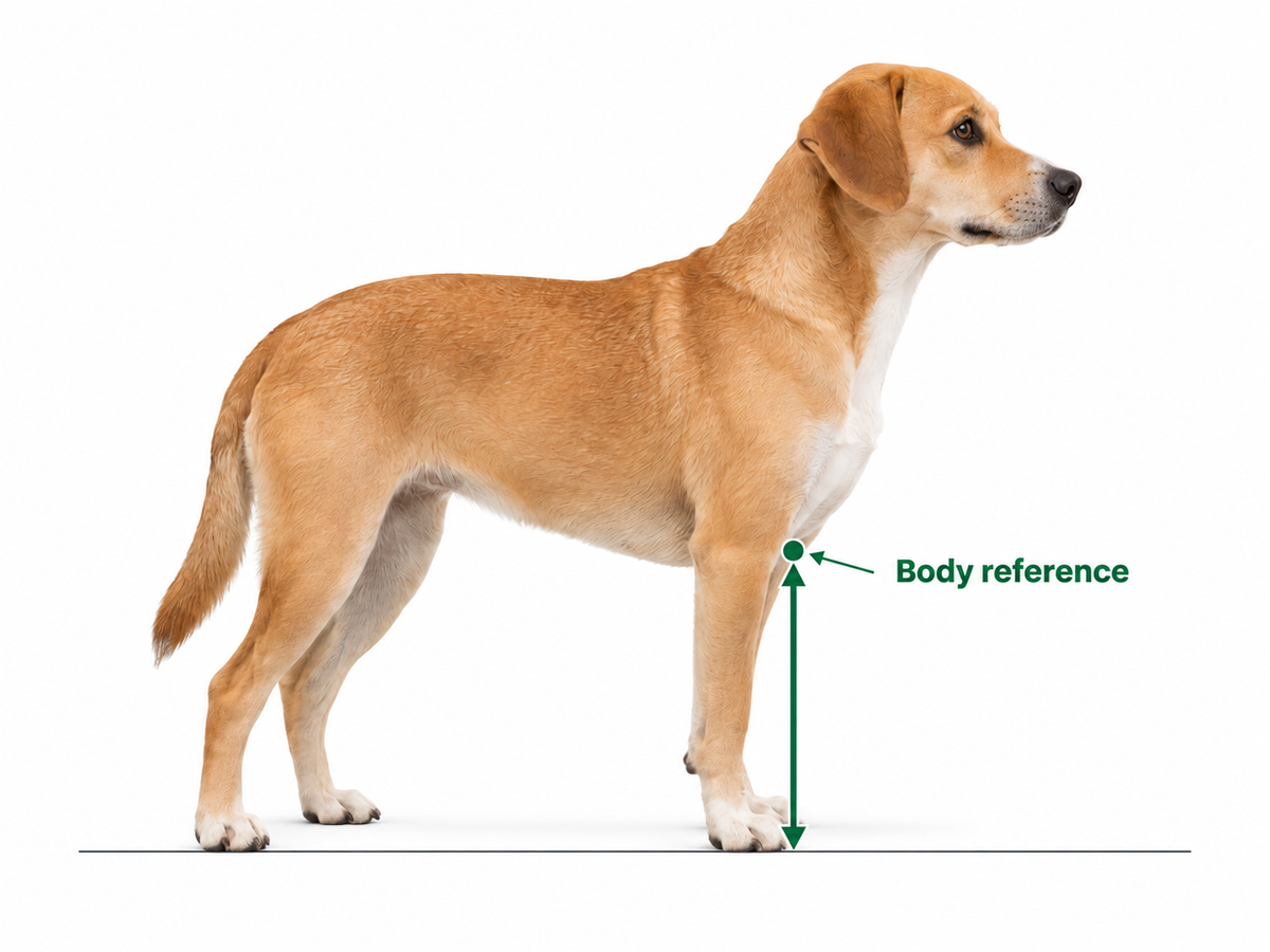 AI illustration of a naturally standing dog, showing a vertical measurement from the floor to an approximate lowest chest point. No bowl or centimetre scale is shown.