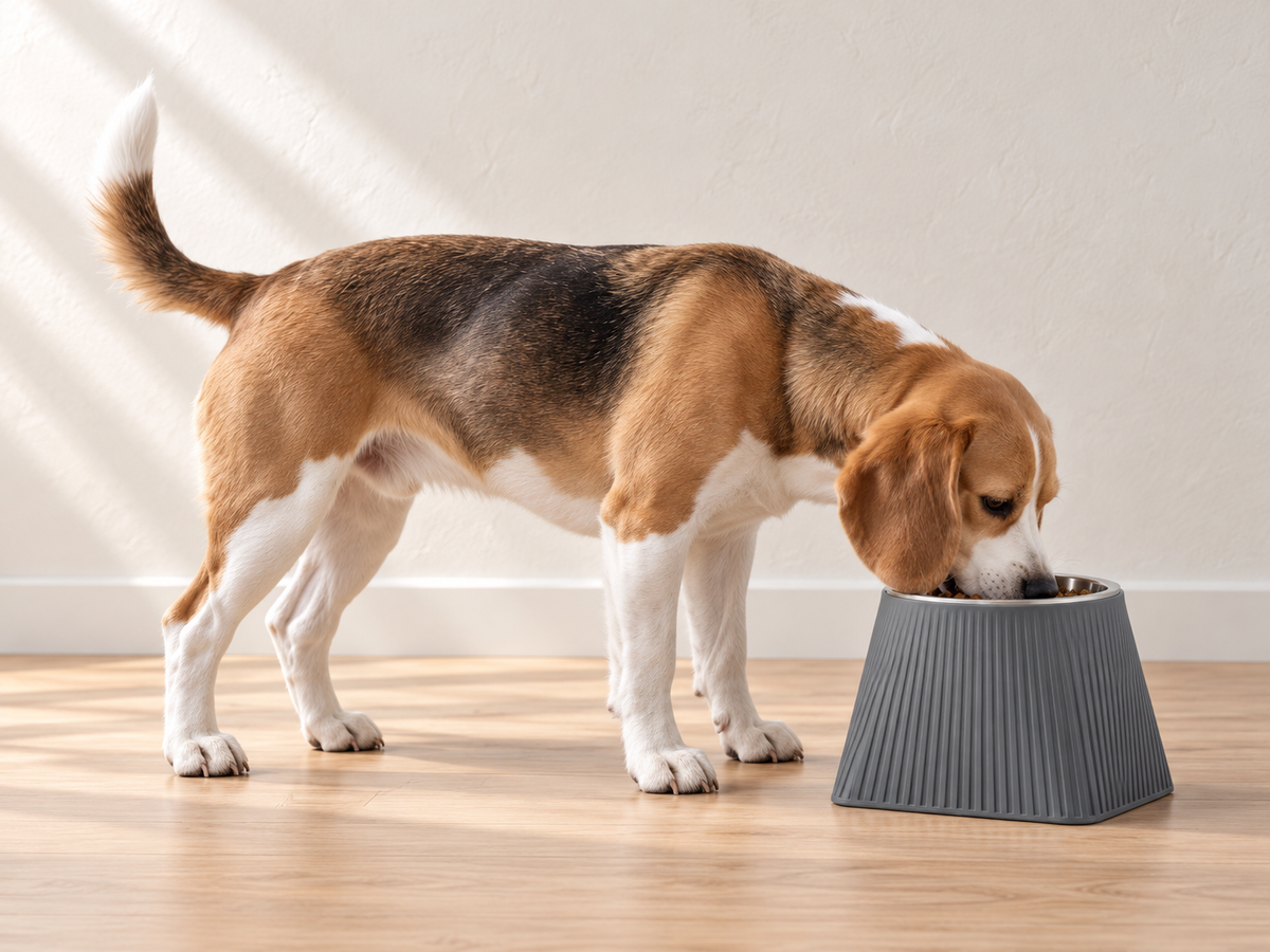 A beagle eating from a medium-height Ash Grey Frame dog bowl.