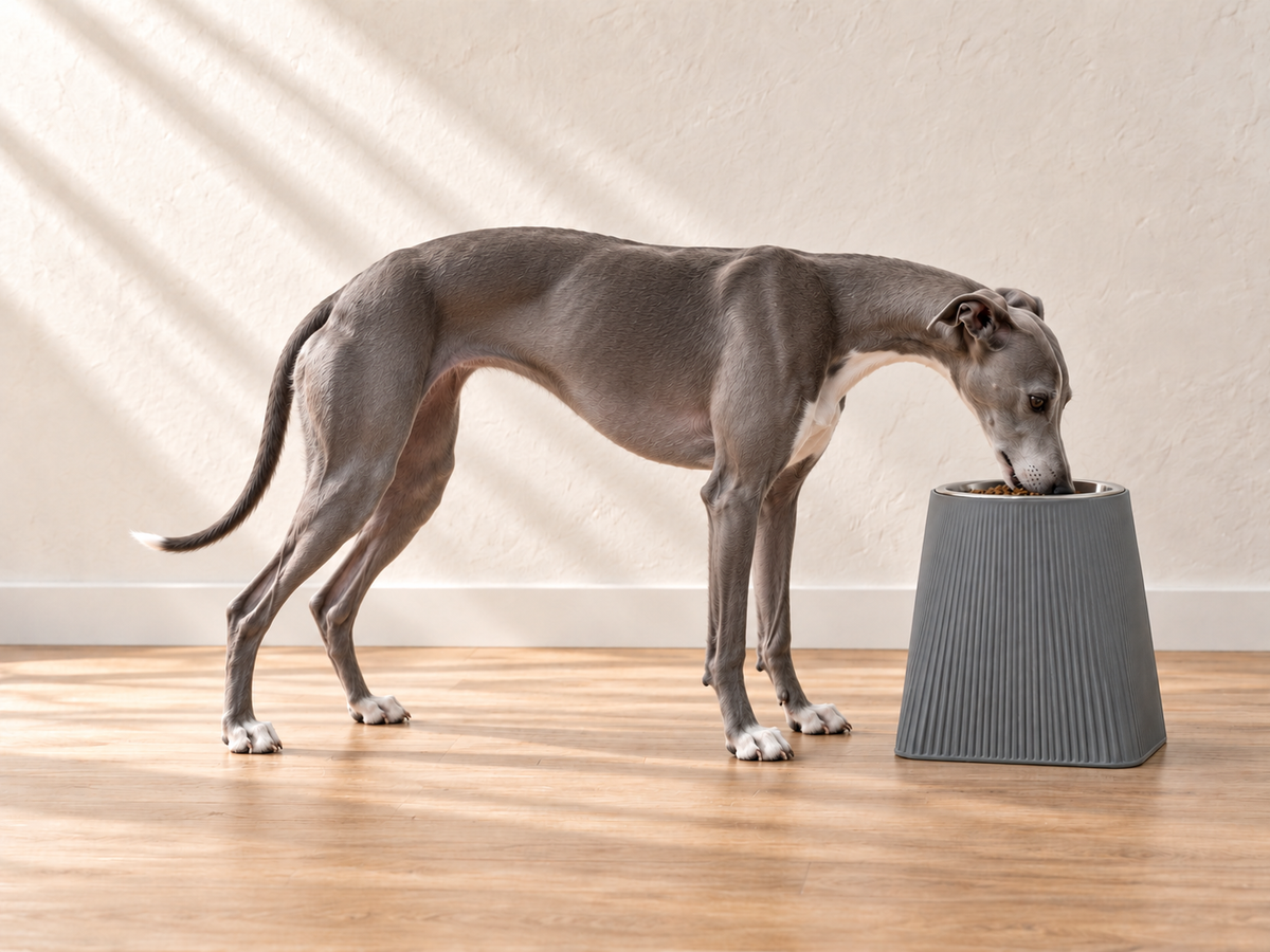A slender whippet eating from a tall Ash Grey Frame dog bowl.