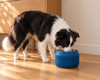 Border Collie eating from a Marine Blue Column dog bowl.