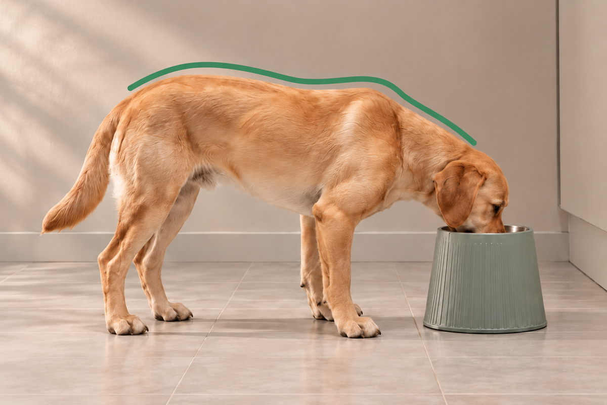 AI illustration of a golden dog eating from a raised bowl at the middle illustrated height; not a clinically verified fit