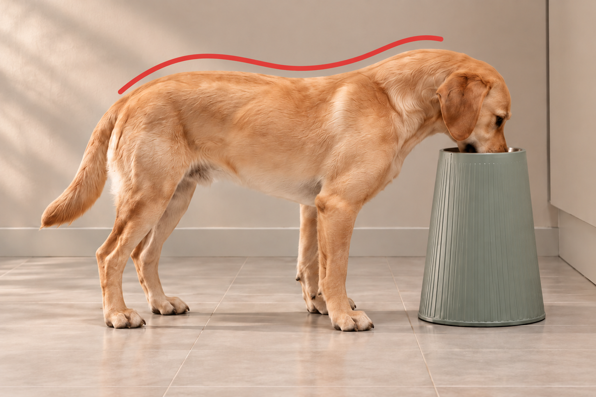 AI illustration of a golden dog eating from the highest illustrated bowl; higher is not automatically a better fit