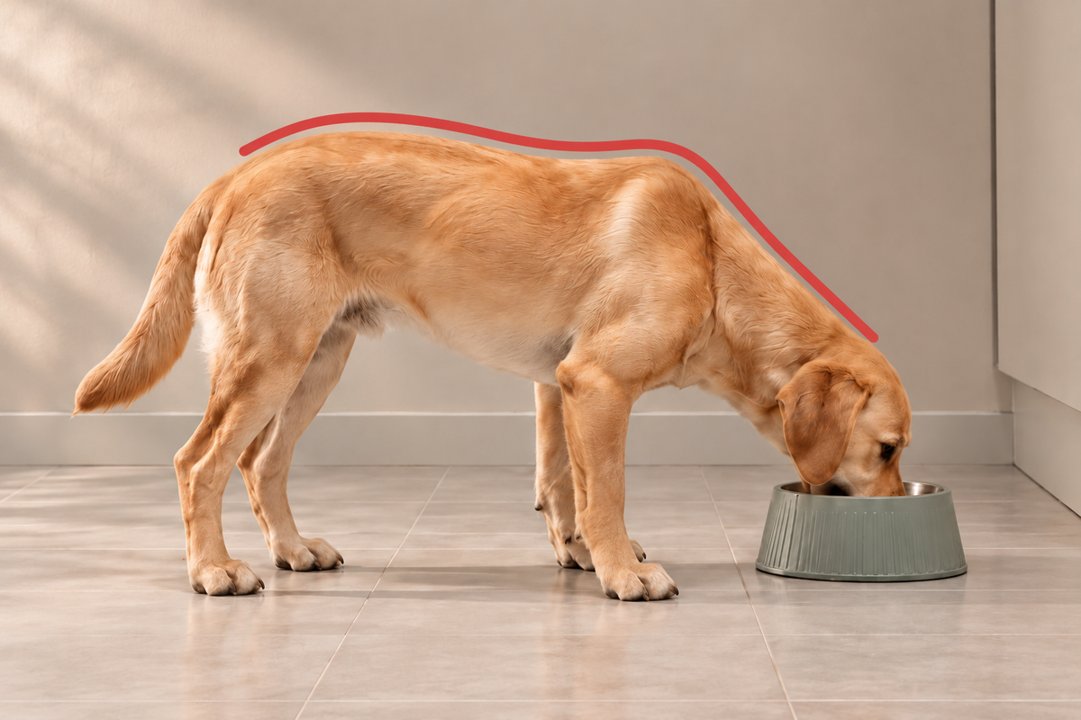 AI illustration of a golden dog reaching down to a low bowl; illustrative feeding setup, not a sizing prescription