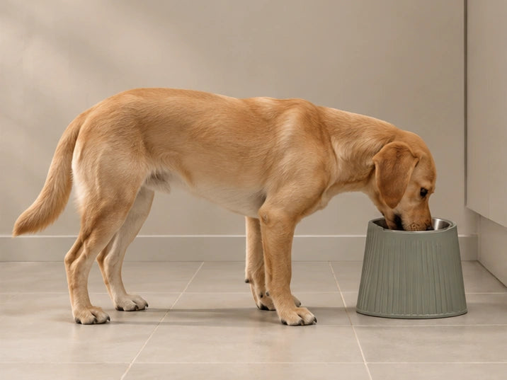AI illustration of a golden dog eating from a raised bowl at the middle illustrated height; not a clinically verified fit