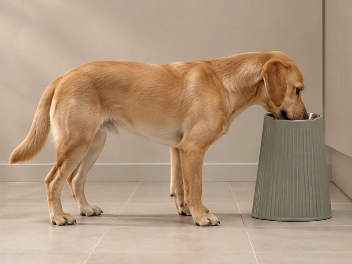 AI illustration of a golden dog eating from the highest illustrated bowl; higher is not automatically a better fit