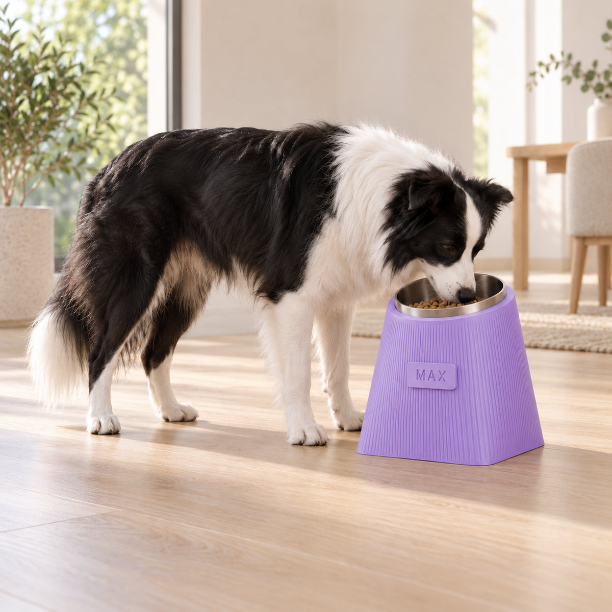 Border Collie and Lilac Purple Contour Tilt bowl in an illustrative feeding scene.